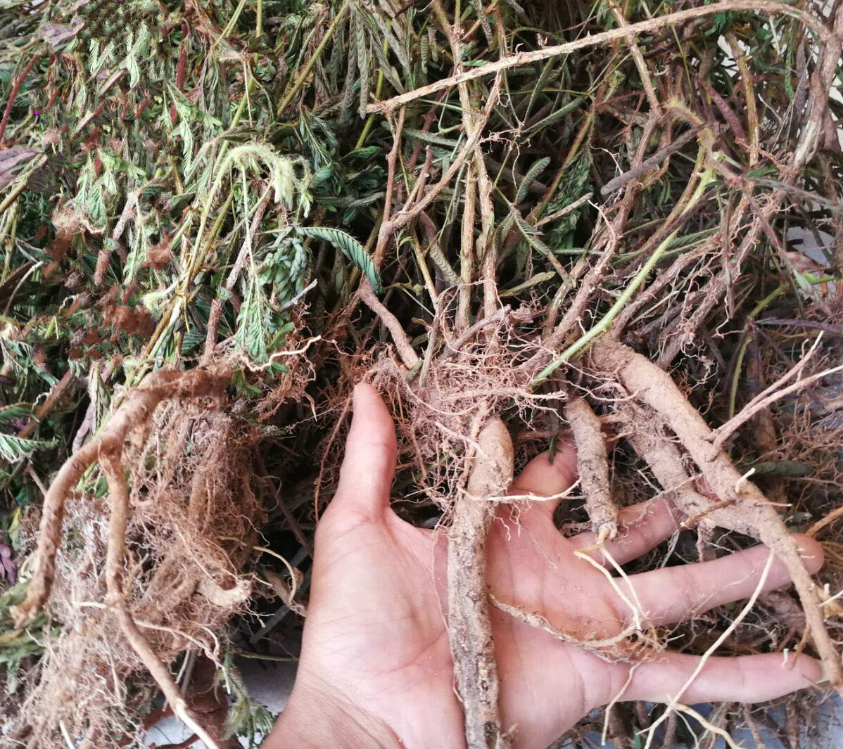 含羞草根 含羞草根