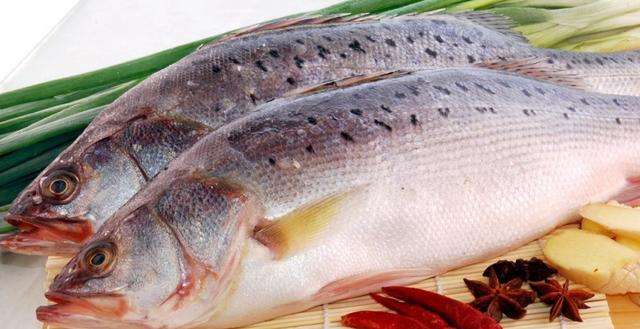 鱖魚膽