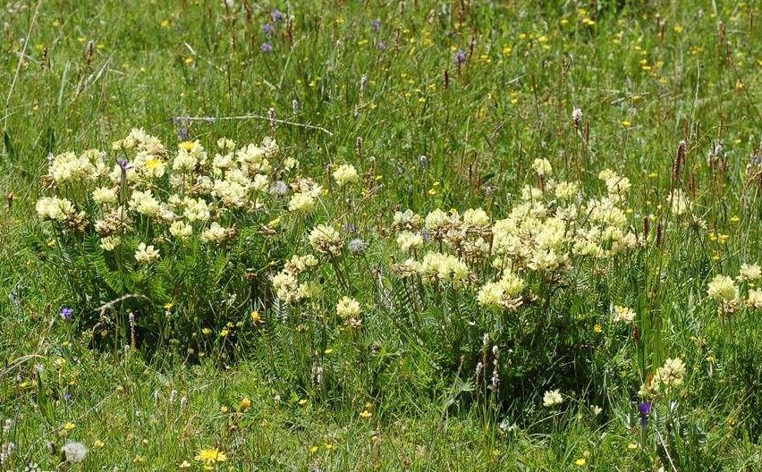 甘肅棘豆 甘肅棘豆