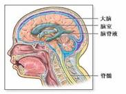 急性播散性腦脊髓炎